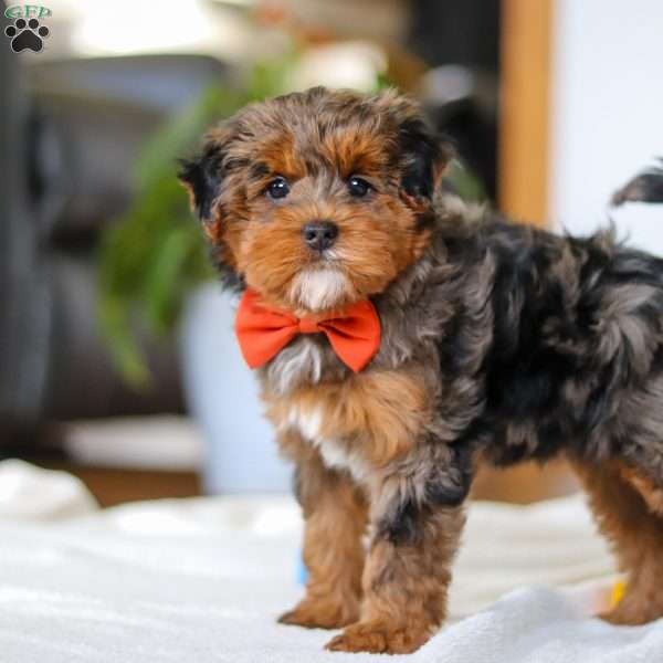 Jackson, Yorkie Poo Puppy